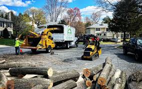 How Our Tree Care Process Works  in  Eureka Mill, SC