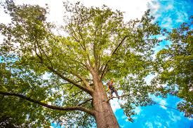 Best Tree Disease Treatment  in Eureka Mill, SC