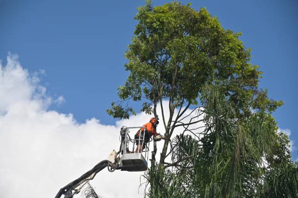 Best Hazardous Tree Removal  in Eureka Mill, SC